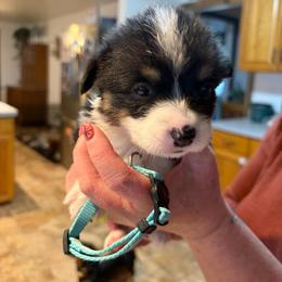 Lucas Sinclair - Black and tan male Pembroke Welsh Corgi puppy in Olathe, Colorado from Rocking LJ Breeding