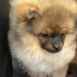 Pomeranian Puppies from Abbapoola Poms