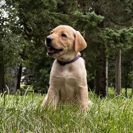 Rotini (Purple Collar) - Yellow female Labrador Retriever puppy in Delavan, Wisconsin from Diamond Flush Gun Dogs