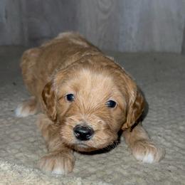 Chloe - Apricot female Goldendoodle puppy in Valdosta, Georgia from Designer Doodles of South GA