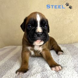 Steel - Fawn Boxer puppy in Cicero, New York from MK Boxer Haven of CNY
