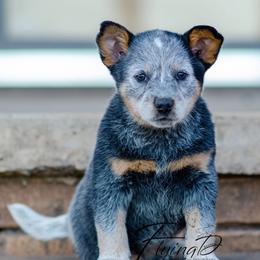 Pawhuska - Blue female Australian Cattle Dog puppy in Fairview, Oklahoma from Flying D Kennels