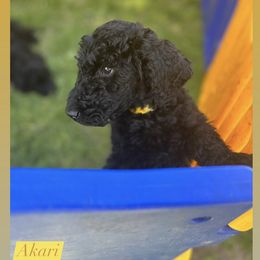 Poodle Puppies from Sarah’s Standards