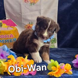 Obi-Wan - Red tri-color male Australian Shepherd puppy in Smithfield, Utah from Invictus Farms