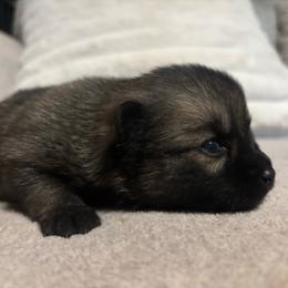 Boy 2 - Brindle male Companion Cross puppy in Indian Springs, Nevada from Spinner puppies