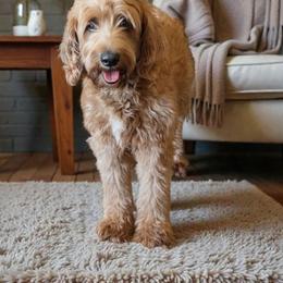Ginger - Goldendoodle