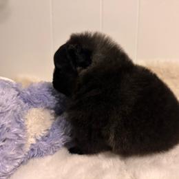 LITTLE VELVET - Black female Pomeranian puppy in Childersburg, Alabama from A Sample Of Gods Love Kennels