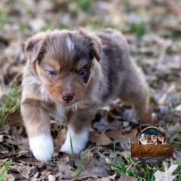 Miniature American Shepherd, Miniature Australian Shepherd, and Toy Australian Shepherd Puppies from Best Little Aussies