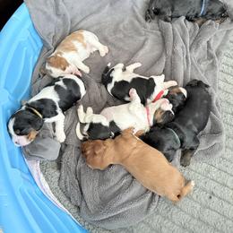 Cavalier King Charles Spaniel Puppies from The Cavi Pack