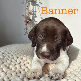 Banner - Liver and white male German Shorthaired Pointer puppy in Polk City, Florida from Yates’ GSP