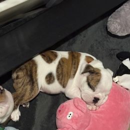 Howard - Red - Fawn brindle and white male Bulldog puppy in Krum, Texas from K & K Little Blessings