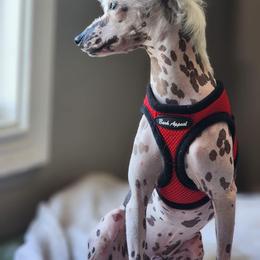 Chihuahua and Chinese Crested Puppies from Western Kentucky Chihuhua and Chinese Crested