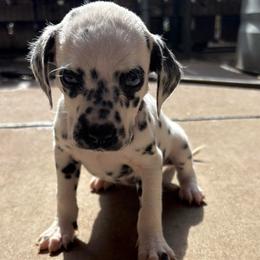 Love bug - White and black female Dalmatian puppy in Fort Cavasos, Texas from Mainstreet Dalmation