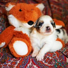 Star Crunch - Blue merle female Australian Shepherd puppy in Paola, Kansas from Tiz Ranch