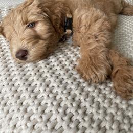 Goldendoodle Puppies from Lundee Doodles
