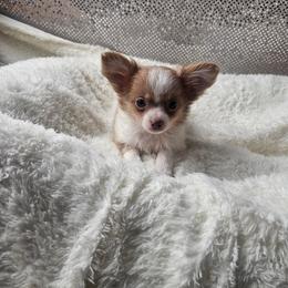 Preston - Fawn and white male Chihuahua puppy in Decatur, Illinois from Petite Pups