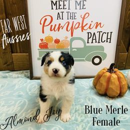 Australian Shepherd Puppies from Far West Aussies