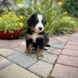 Bernedoodle and Bernese Mountain Dog Puppies from Bernese By Barzees