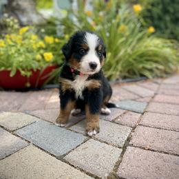 Bernedoodle and Bernese Mountain Dog Puppies from Bernese By Barzees