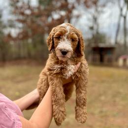 Miss Mauve - Apricot female Goldendoodle puppy in Athens, Georgia from Moore Goldendoodles