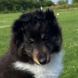 Liam - Black white and tan male Shetland Sheepdog puppy in Indianola, Iowa from Kell Shelties