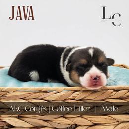 Java - Black and tan male Pembroke Welsh Corgi puppy in Pine Village, Indiana from NL Horsemanship