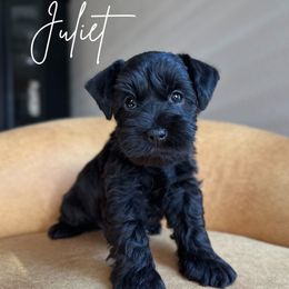 Juliet  AKC - Black Miniature Schnauzer puppy in Victorville, California from West Coast Royal Miniature Schnauzer