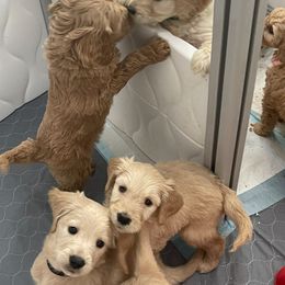 Bernedoodle and Goldendoodle Puppies from Lyon and Luna Goldendoodles Bernedoodles