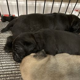 Girl 1 - Black female Pug puppy in Barry, Illinois from Tina’s Pugs