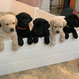 Labrador Retriever Puppies from Loving Loyal Labs