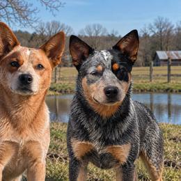 Jynx - Blue female Australian Cattle Dog puppy in Chillicothe, Missouri from TLC Cattle dogs