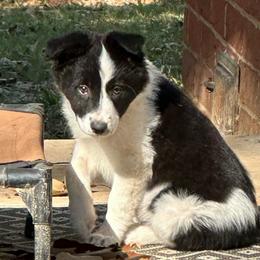 Delta - Black and white female Border Collie puppy in Jonesboro, Arkansas from Hampton Border Collies