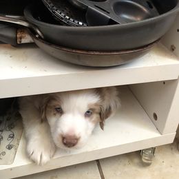Miniature Australian Shepherd Puppies from Boulder Mini Aussies