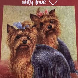 Yorkshire Terriers from Dixie Pups