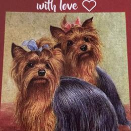 Yorkshire Terriers from Dixie Pups