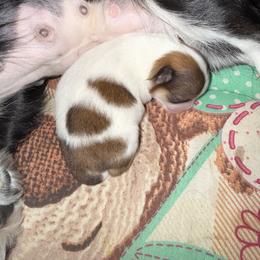 Chihuahua Puppies from Princess Paws LLC