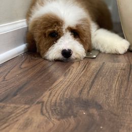 Maggie - Goldendoodle