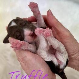 Truffle - Parti female Goldendoodle puppy in Mocksville, North Carolina from Little Bear Doodles