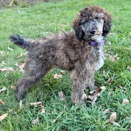 Emmy - Brindle female Poodle puppy in Readfield, Maine from Falling Star Poodles