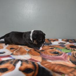 Male 1 - Black brindle and white male Miniature Bull Terrier puppy in Fontana, California from JLB Beagles & MBT