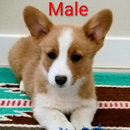Boy 2 - White and fawn male Pembroke Welsh Corgi puppy in Montgomery County, Tennessee from Anita’s little Corgi Haven