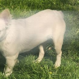 Luna - French Bulldog