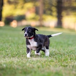 Solo - Brindle male Silken Windhound puppy in Michigan from Regalant Silken Windhounds