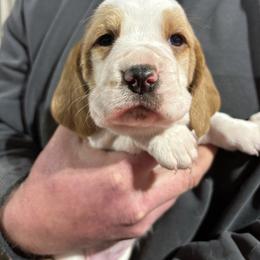 Girl 2 - Lemon and white female Basset Hound puppy in Noblesville, Indiana from Russell Bassets