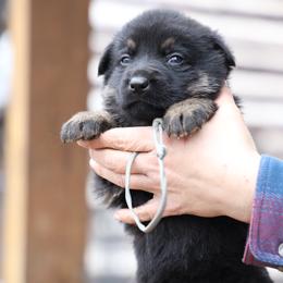 Tori - Black and tan female German Shepherd puppy in Augusta, West Virginia from Vom Haus Highlands
