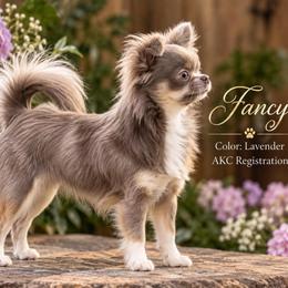 Fancy - Chihuahua