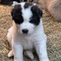 Boy 2 - White and gray male Great Pyrenees puppy in Port Townsend, Washington from Pam’s Perfect Pugs & MasPyrs