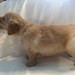 Golden Retriever Puppies from Chevaline Goldens