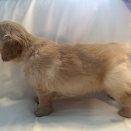 Golden Retriever Puppies from Chevaline Goldens
