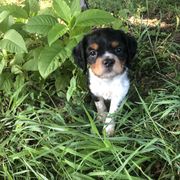 French Spaniel Puppies from Swift Family Farm LLC